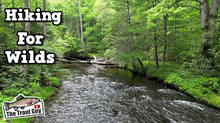 Cherokee National Forest Wild Trout! | Fly Fishing Tennessee