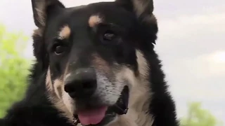 Hund besucht das Grab seines Herrchens jeden Tag - nun starb er selber hier