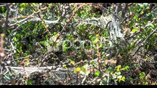 Oak Processionary Caterpillars time-lapse