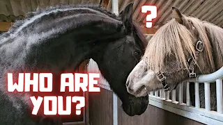 Surprise! Who is that??? We still know him | Friesian Horses