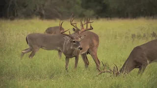 Kid Shoots Big Buck in Texas