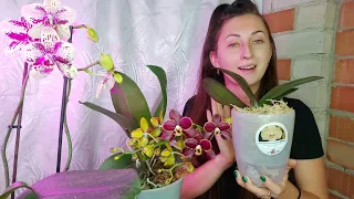 Всего 3 капли и ЖИРНЫЕ КОРНИ ПОПРУТ ЩЕТКОЙ у орхидеи