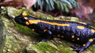 Amphibian diseases - frogs and salamanders