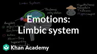 Emotions: limbic system | Processing the Environment | MCAT | Khan Academy