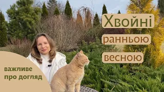 Хвойні ранньою весною, догляд за хвойними весною