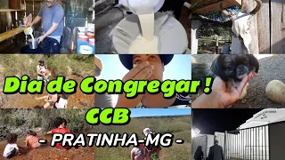 TIRANDO LEITE FAZENDO QUEIJO - FOMOS NO CORGO - *Dia de Congregar* - PRATINHA-MG #roça #ccb #viral