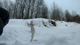 Хариус в январе.Новая речка снова дала.