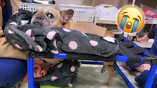 SHE THREW A TANTRUM…French Bulldog Has To Go Back To Vet