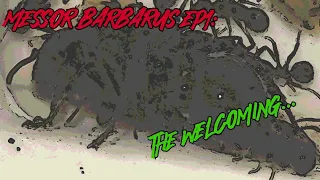 Messor Barbarus Ep1: The welcoming!!! New colony from @anthouse in @wakooshi nest !