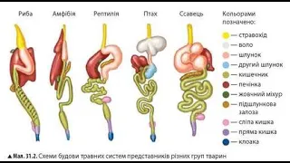 Різноманітність травних систем тварин