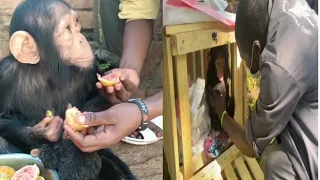 orphan chimpanzee is rescued and learning to eat ,so sad 😭#monkeyrescue