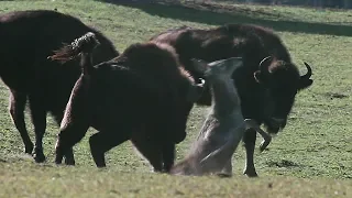 Herd of bison vs one deer (not for the faint of heart)