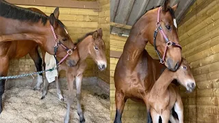 Mother Horse Takes Care Of Orphaned Foal