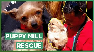 Dr. Jeff Offers Free Healthcare For Puppy Mill Rescues | Dr. Jeff: Rocky Mountain Vet