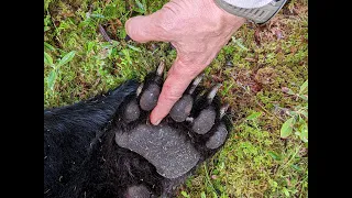 Поиск медведя по крови. Большой. / Big black bear blood trail tracking.