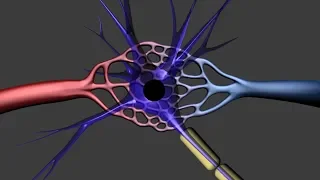 fMRI (Functional MRI)