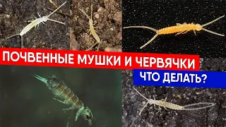 Почвенные мушки и червячки - что делать?