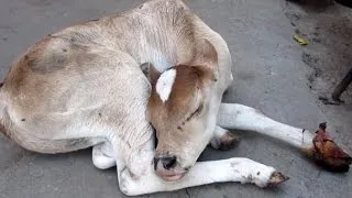 Mother Cow Watches Rescuers Save Her Calf's Life After Being Run Over By Car