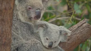 What can Australia do to protect koalas?