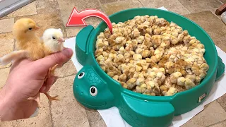 SAVING THOUSANDS OF BABY CHICKS FROM BEING SLAUGHTERED !