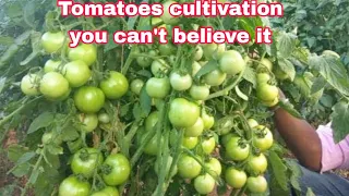 tometo chas/Use sacks to grow Tomatoes at home/easy and inexpensive