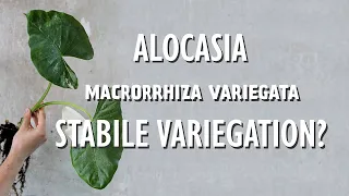 Mein Alocasia macrorrhiza variegata Experiment Teil 1: Vermehrung und Erhalt der Variegation