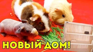 Строим Новый Дом для Морских Свинок / SvinkiShow