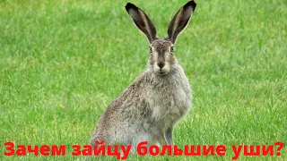 Зачем зайцу большие уши?