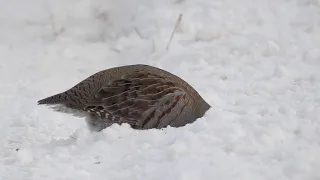 Серая куропатка. Автор Галина Зяткина