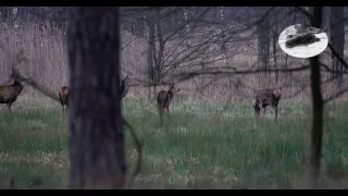 Red deer hunting in February - exciting stalk