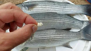 Pesca a Bolognese, L' Innesco del Pane...