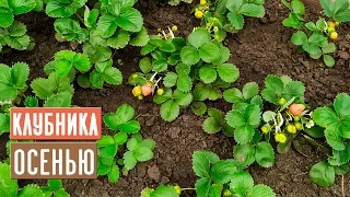 КЛУБНИКА в августе и сентябре 🍓 Уход, посадка, подкормки / Садовый гид