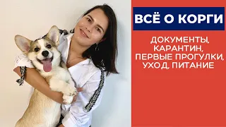 ВСЁ О КОРГИ: Особенности ухода, Документы, Карантин, Первые прогулки, Распорядок дня, Питание | Ч.1