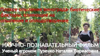 7. Плохое опыление винограда -биотические факторы-оидиум, милдью, вредители, лекция Пузенко Натальи