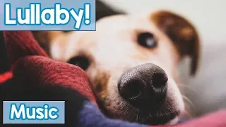 Lullabies for Dogs to Sleep to! Calm Your Dog and Help them Have a Sound Sleep with this Music!