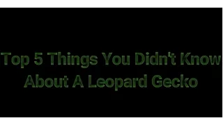 TOP 5 THINGS YOU DIDN'T KNOW ABOUT LEOPARD GECKOS!