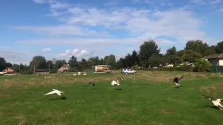 Domestic emden and Toulouse goose flying