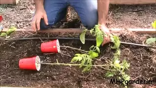 Planting Tomatoes - A Quick Tip
