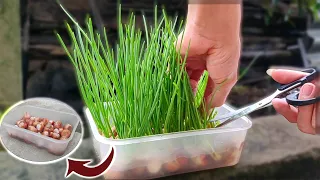 So easy, Growing Green Onions Hydroponically At Home | Mimosa Prenn 49