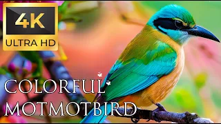 Birds 4K VIDEO UHD - Motmotbird Sound - Relaxing Music | Relaxing Safari