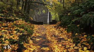 Latourell Falls Rainy Autumn Hike | Relaxing Ambient Nature Sounds, 4K