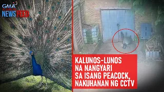 Kalunos-lunos na nangyari sa isang peacock, nakuhanan ng CCTV | GMA Integrated Newsfeed