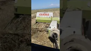 claas markant 55