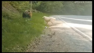 Brave dog 🐕 scares off grizzly bear to protect its owner.