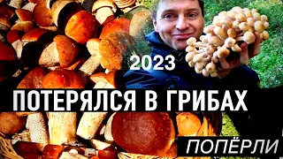 ГОТОВЬТЕ КОРЗИНЫ/ГРИБОВ ПРОСТО МОРЕ/ОСЕННИЕ СБОРЫ2023