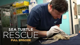 Sea Turtle Rescue 101: Saving Kemp's Ridley Turtles