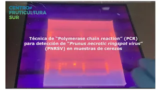 Técnica de PCR para detección de "Prunnus necrotic ringspot virus" (PNRSV) en muestras de cerezos.