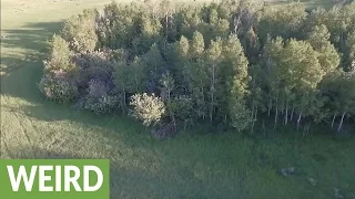 Did this drone cam just capture a Bigfoot sighting?!