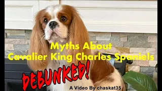 Myths About Cavalier King Charles Spaniels ... Debunked!