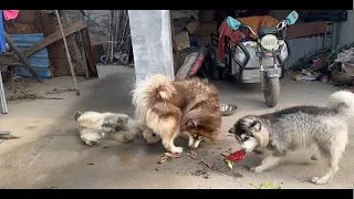 三千太凶了，护食把自己的儿子嘴角咬流血了！